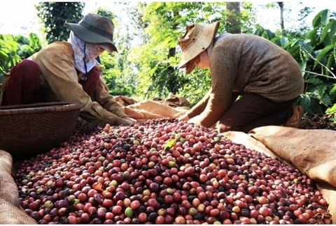 Viet Nam needs to develop coffee branding to go global